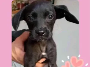 Cachorro raça Srd idade 2 a 6 meses nome Simba e Bibi