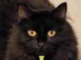 Juno 