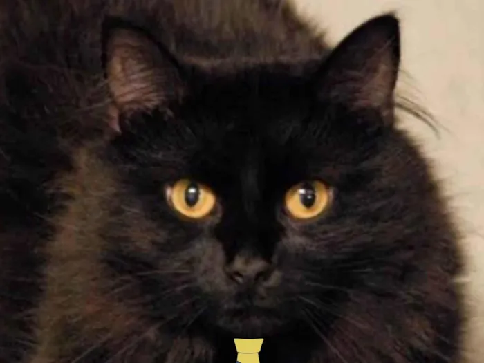 Gato ra a Angorá idade 7 a 11 meses nome Juno 