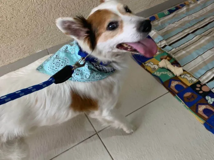 Cachorro ra a SRD-ViraLata idade 6 ou mais anos nome Jack