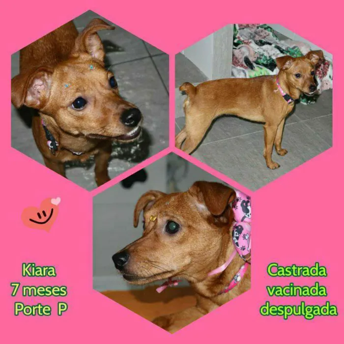 Cachorro ra a Mistura de raça   idade 7 a 11 meses nome Kiara