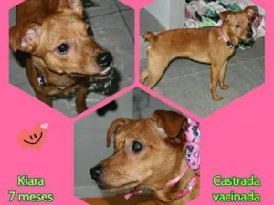 Cachorro raça Mistura de raça   idade 7 a 11 meses nome Kiara