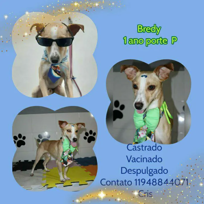 Cachorro ra a SRD-ViraLata idade 1 ano nome Bredy