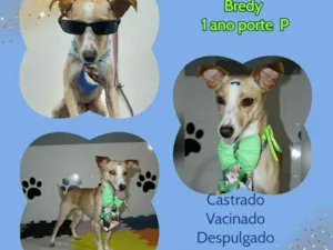Cachorro raça SRD-ViraLata idade 1 ano nome Bredy