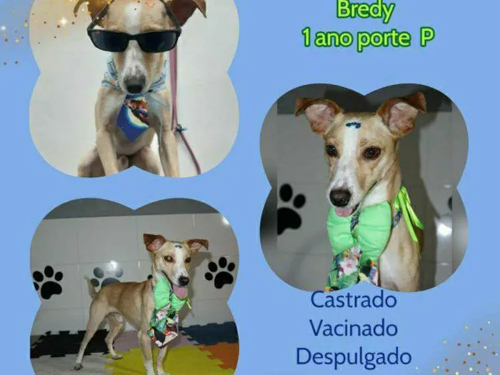 Cachorro ra a SRD-ViraLata idade 1 ano nome Bredy