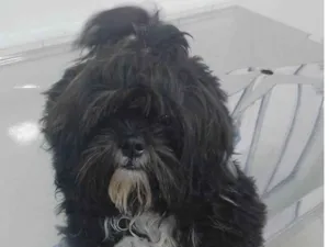 Cachorro raça Shitzu idade 1 ano nome GRATIFICA - BOBY