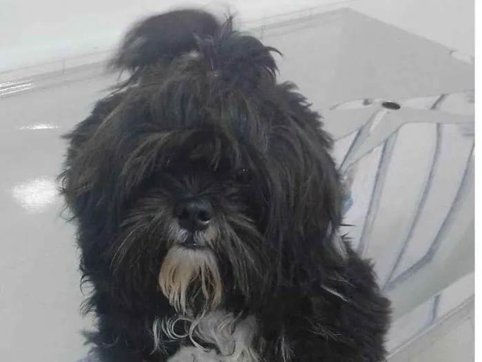 Cachorro ra a Shitzu idade 1 ano nome GRATIFICA - BOBY
