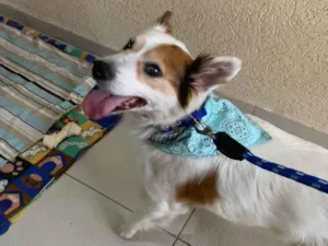 Cachorro raça SRD-ViraLata idade 6 ou mais anos nome Jack