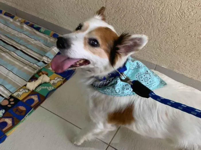 Cachorro ra a SRD-ViraLata idade 6 ou mais anos nome Jack