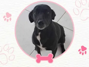 Cachorro raça SRD idade 3 anos nome Pretinha