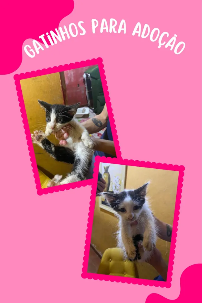 Gato ra a SRD-ViraLata idade 2 a 6 meses nome sem nome