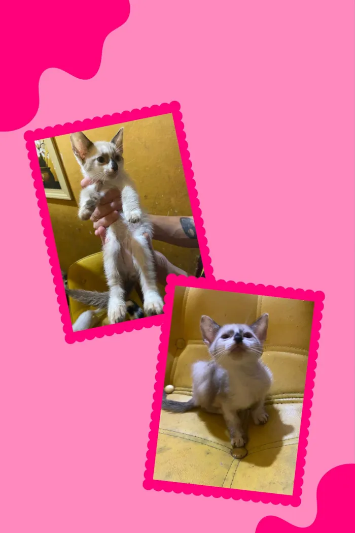 Gato ra a SRD-ViraLata idade 2 a 6 meses nome sem nome