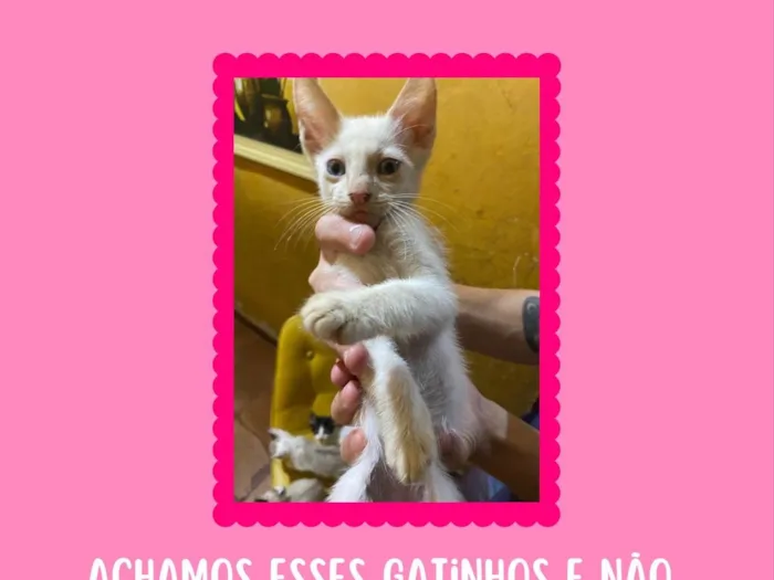 Gato ra a SRD-ViraLata idade 2 a 6 meses nome sem nome