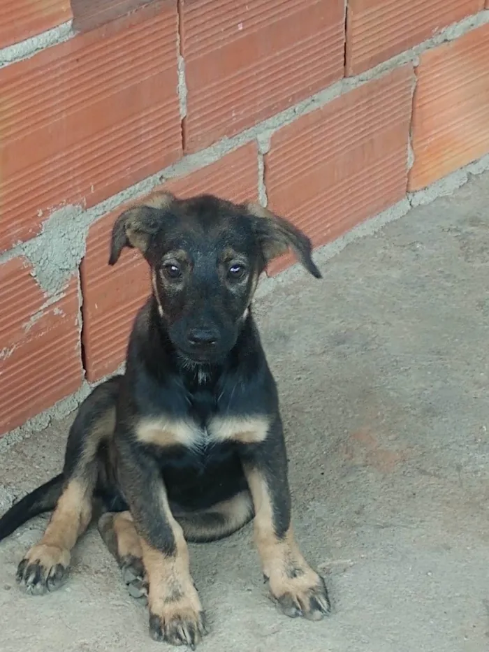 Cachorro ra a SRD-ViraLata idade 2 a 6 meses nome Paçoca