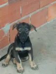 Paçoca