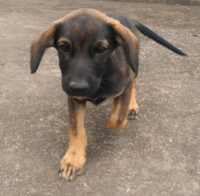 Cachorro ra a SRD-ViraLata idade 2 a 6 meses nome He-man