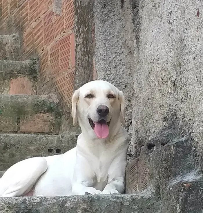 Cachorro ra a Labrador  idade 3 anos nome Lupita