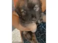 Mel