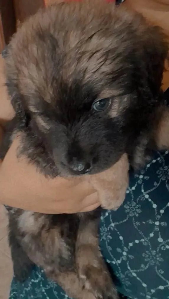 Cachorro ra a SRD-ViraLata idade Abaixo de 2 meses nome Bianca 