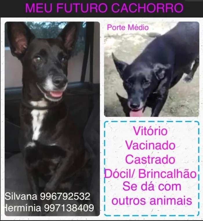 Cachorro ra a SRD-ViraLata idade 6 ou mais anos nome Vitório 