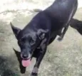 Vitório