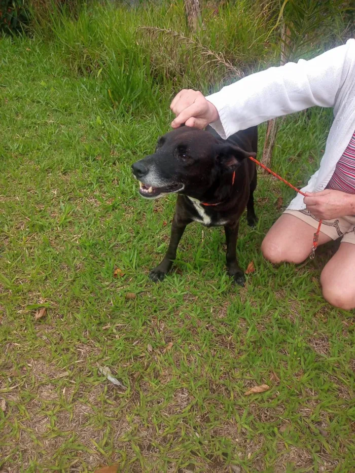 Cachorro ra a SRD-ViraLata idade 6 ou mais anos nome Vitório 