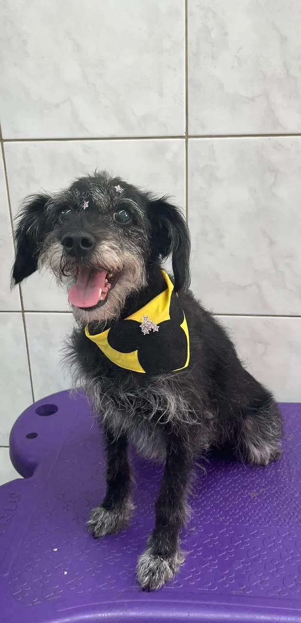 Cachorro ra a SRD-ViraLata idade 5 anos nome Elaine
