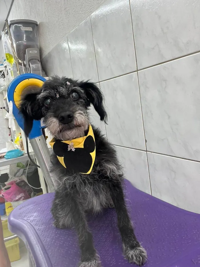 Cachorro ra a SRD-ViraLata idade 5 anos nome Elaine