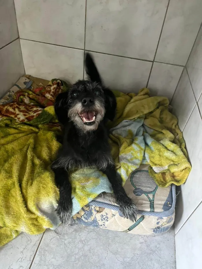 Cachorro ra a SRD-ViraLata idade 5 anos nome Elaine