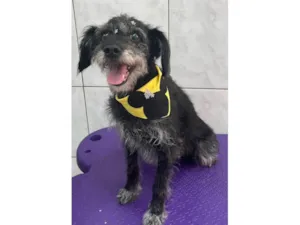 Cachorro raça SRD-ViraLata idade 5 anos nome Elaine