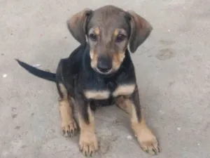 Cachorro raça SRD-ViraLata idade 2 a 6 meses nome Mickey