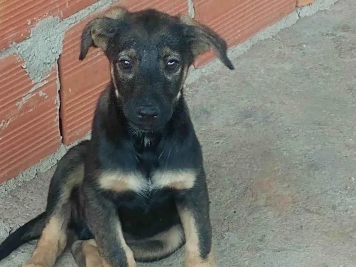 Cachorro ra a SRD-ViraLata idade 2 a 6 meses nome Paçoca