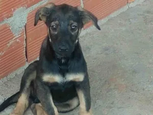 Cachorro raça SRD-ViraLata idade 2 a 6 meses nome Paçoca