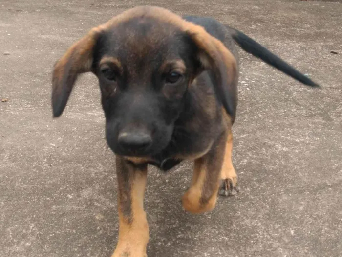 Cachorro ra a SRD-ViraLata idade 2 a 6 meses nome He-man