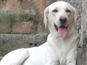 Cachorro raça Labrador  idade 3 anos nome Lupita