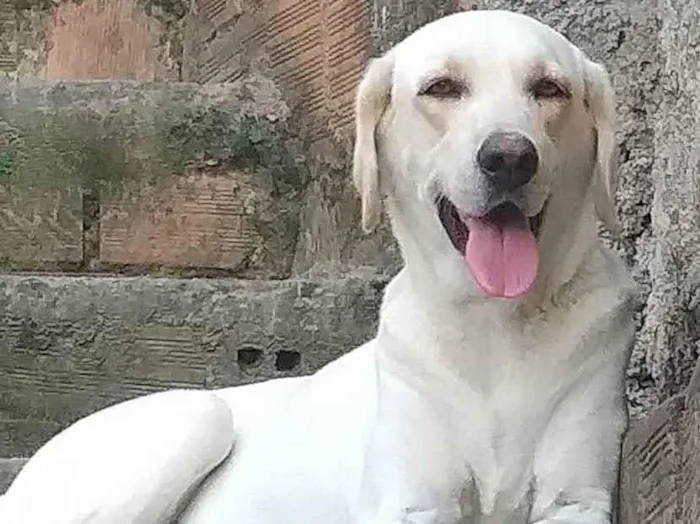 Cachorro ra a Labrador  idade 3 anos nome Lupita