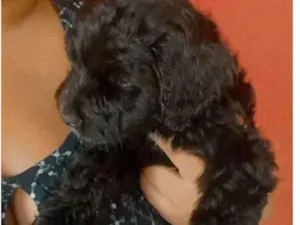 Cachorro raça SRD-ViraLata idade Abaixo de 2 meses nome Loki 