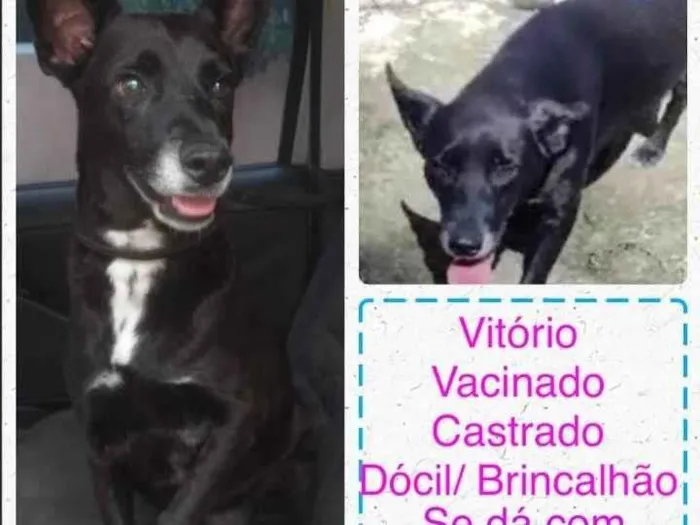 Cachorro ra a SRD-ViraLata idade 6 ou mais anos nome Vitório 