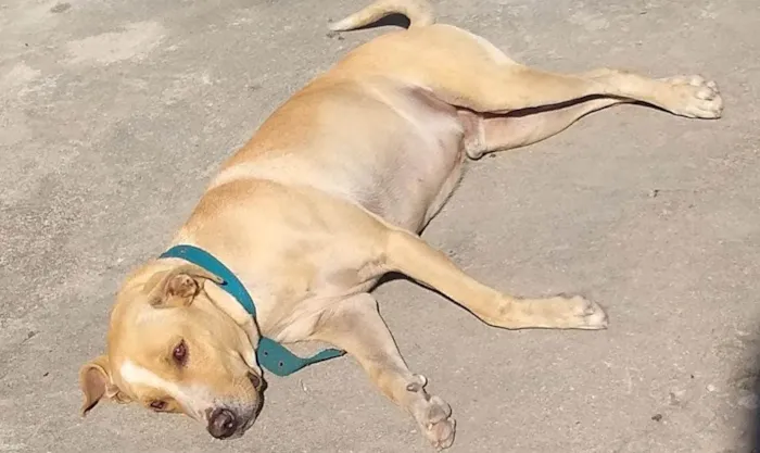 Cachorro ra a SRD-ViraLata idade 2 anos nome Odim