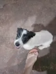 FILHOTE FÊMEA DOAÇÃO URGENTE