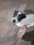 FILHOTE FÊMEA DOAÇÃO URGENTE