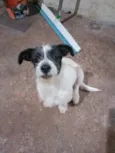 FILHOTE FÊMEA DOAÇÃO URGENTE