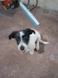 FILHOTE FÊMEA DOAÇÃO URGENTE