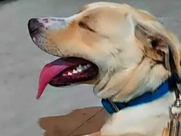 Cachorro ra a SRD-ViraLata idade 2 anos nome Odim