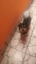Belinha
