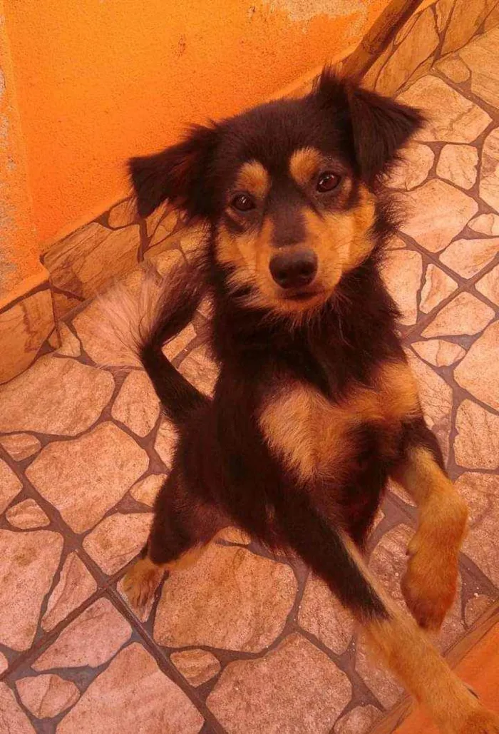 Cachorro ra a  idade 1 ano nome Belinha 