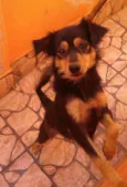 Belinha