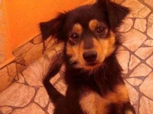 Cachorro raça  idade 1 ano nome Belinha 