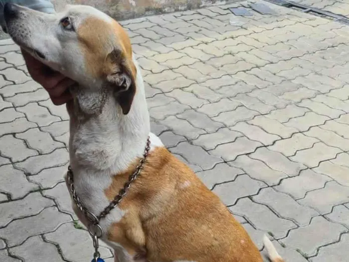 Cachorro ra a SRD-ViraLata idade 6 ou mais anos nome Luna