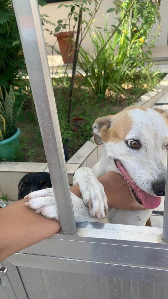 Cachorro ra a SRD-ViraLata idade 6 ou mais anos nome Luna